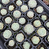 [PACK of 10 PLANTS] x Echeveria 'Pure Love'