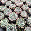 [PACK of 10 PLANTS] x Echeveria 'Chihuahuensis'