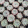 [PACK of 10 PLANTS] x Echeveria 'Chihuahuensis'