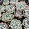 [PACK of 10 PLANTS] x Echeveria 'Chihuahuensis'