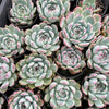 [PACK of 10 PLANTS] x Echeveria 'Chihuahuensis'