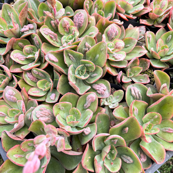 [PACK of 10 PLANTS] x Echeveria' Baron Bold'
