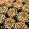 [PACK of 10 PLANTS] x Echeveria Giselle