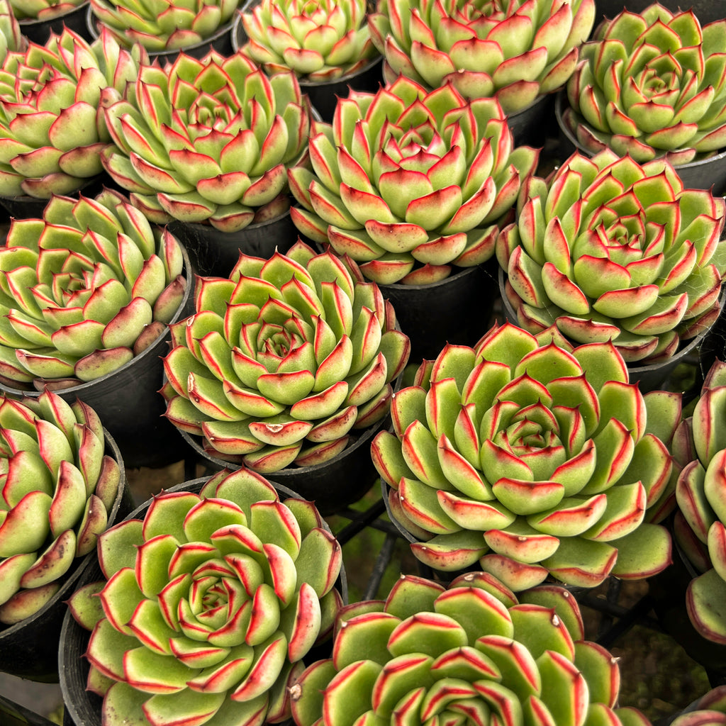 [PACK of 10 PLANTS] x Echeveria Giselle