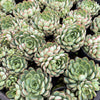[PACK of 10 PLANTS] x  Echeveria 'Dream Rose'