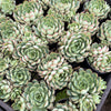 [PACK of 10 PLANTS] x  Echeveria 'Dream Rose'