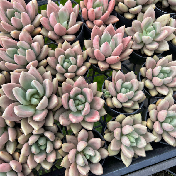 [PACK of 10 PLANTS] x Echeveria ebony x Graptopetalum amethystinum