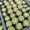 [PACK of 10 PLANTS] x Echeveria agavoides 'Blue Dragon'