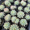 [PACK of 10 PLANTS] x Echeveria Yeonji  (KRF)