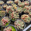 [PACK of 10 PLANTS] x Echeveria 'Cat's Eye'