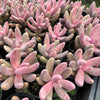 [PACK of 10 PLANTS] x xPachysedum 'Ganzhou'