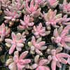 [PACK of 10 PLANTS] x xPachysedum 'Ganzhou'