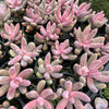 [PACK of 10 PLANTS] x xPachysedum 'Ganzhou'