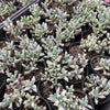 [PACK of 10 PLANTS] x Oscularia deltoides  (PLANT)