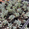 [PACK of 10 PLANTS] x Oscularia deltoides  (PLANT)