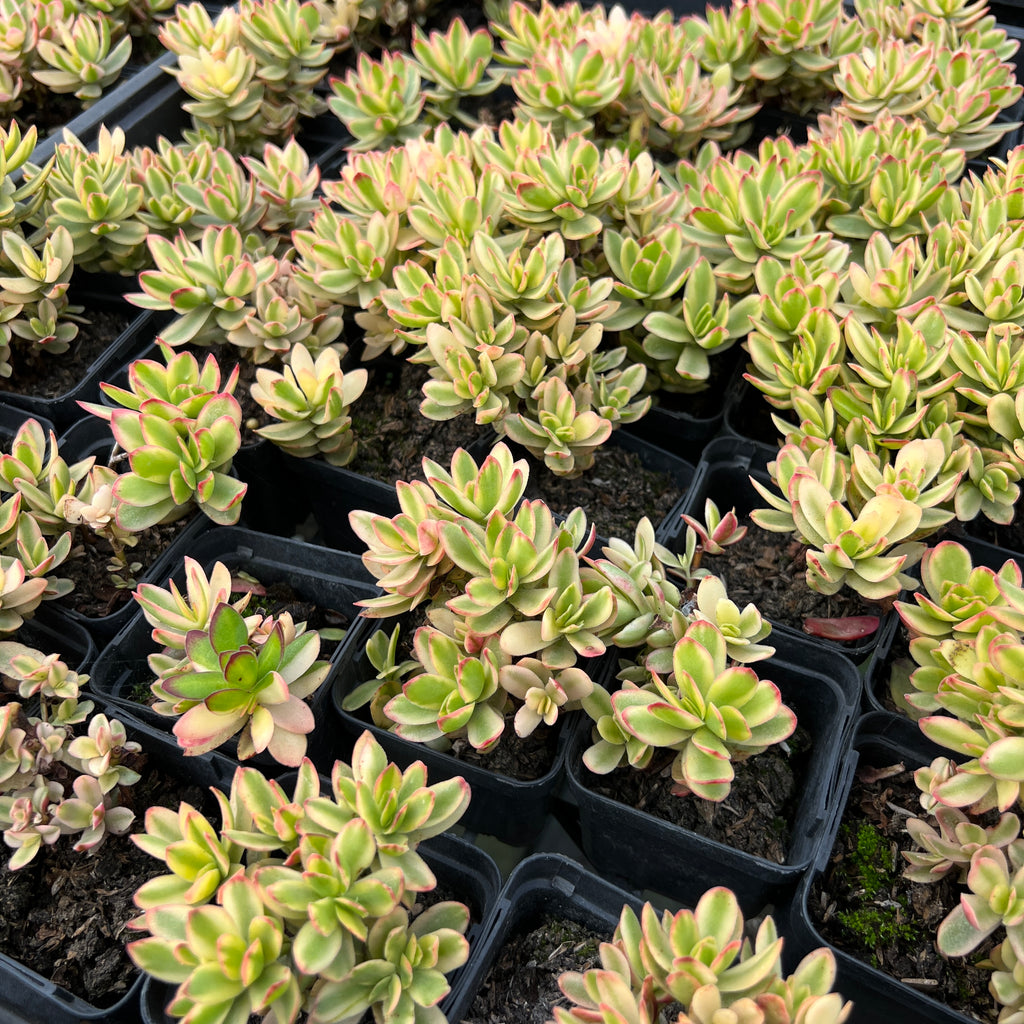 [PACK of 10 PLANTS] x Crassula dejecta variegata (PLANT) – LET LOVE ...