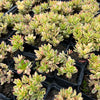 [PACK of 10 PLANTS] x Crassula dejecta variegata (PLANT)