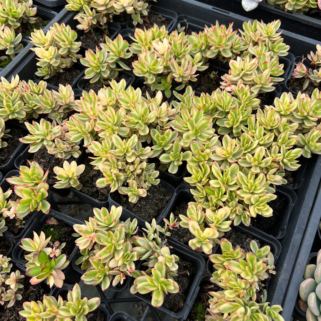 [PACK of 10 PLANTS] x Crassula dejecta variegata (PLANT) – LET LOVE ...