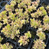 [PACK of 10 PLANTS] x Crassula dejecta variegata (PLANT)