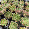 [PACK of 10 PLANTS] x  Echeveria 'Mocha'