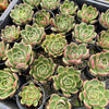 [PACK of 10 PLANTS] x  Echeveria 'Mocha'