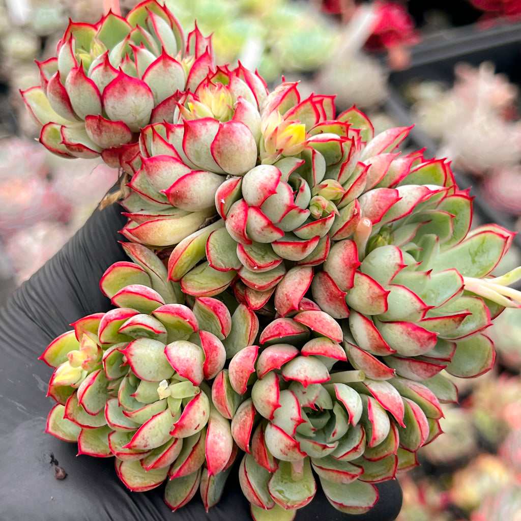 Echeveria 'Dream Rose'