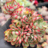 Echeveria 'Dream Rose'