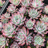 [PACK of 10 PLANTS] x Echeveria colorata var. Brandtii