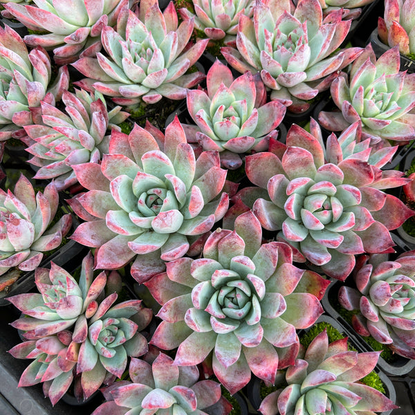 [PACK of 10 PLANTS] x Echeveria colorata var. Brandtii – LET LOVE GROW ...