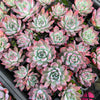 [PACK of 10 PLANTS] x Echeveria colorata var. Brandtii