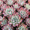 [PACK of 10 PLANTS] x Echeveria colorata var. Brandtii