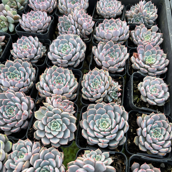 [PACK of 10 PLANTS] x Echeveria cuspidata Pink Zaragozae