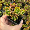 [PACK of 10 PLANTS] x Echeveria alata (multi-heads)