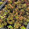 [PACK of 10 PLANTS] x Echeveria alata (multi-heads)