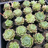 [PACK of 10 PLANTS] x  Echeveria Crystal Fairy