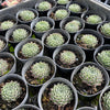 [PACK of 10 PLANTS] x Sempervivum 'Pacific Feather Power'