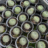 [PACK of 10 PLANTS] x Sempervivum 'Pacific Feather Power'