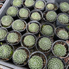 [PACK of 10 PLANTS] x Sempervivum 'Ashes of Roses' (w/pup)