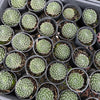 [PACK of 10 PLANTS] x Sempervivum 'Ashes of Roses' (w/pup)