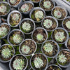 [PACK of 10 PLANTS] x Sempervivum calcareum 'Grigg's Surprise' (XS)