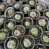 [PACK of 10 PLANTS] x Sempervivum calcareum 'Grigg's Surprise' (XS)