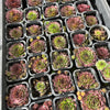 [PACK of 10 PLANTS] x Sempervivum 'Granby'