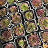[PACK of 10 PLANTS] x Sempervivum 'Granby'