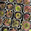 [PACK of 10 PLANTS] x Sempervivum 'Granby'