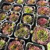 [PACK of 10 PLANTS] x Sempervivum 'Granby'