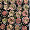 [PACK of 10 PLANTS] x Sempervivum 'VJ10'