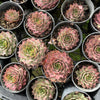 [PACK of 10 PLANTS] x Sempervivum 'VJ10'
