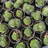[PACK of 10 PLANTS] x Sempervivum 'Spring Beauty'