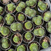 [PACK of 10 PLANTS] x Sempervivum 'Spring Beauty'