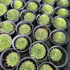 [PACK of 10 PLANTS] x Sempervivum 'Skrocki's Beauty'